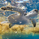 A tagged green sea turtle.